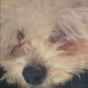 Meet your Posher, Eva